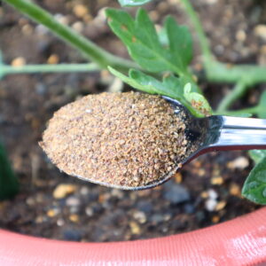 ミニトマト　鉢植え